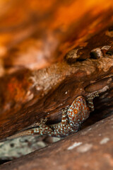 Small lizard in a rock in Thailand.