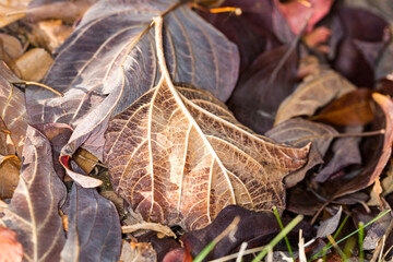 Crispy brown and red  fallen autumn leaves lying on grass