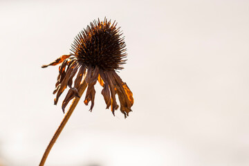 Single dead flower head with spikes and dried petals over a white background