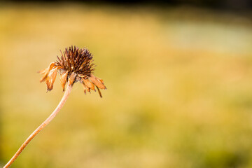 Single dead flower head with spikes and dried petals over a green background