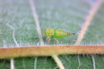 Horned cicada nymphs live on wild plants in North China