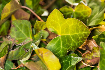 Close up of aging green and yellow ivy leaves