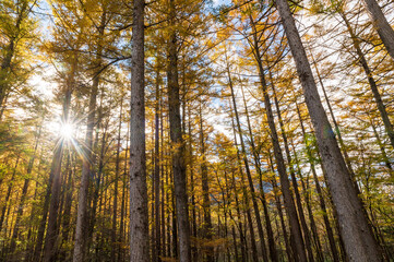 上高地の黄葉したカラマツに差し込む光（アオリ構図）