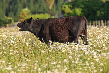 A black bull standing in a field full of daisies 