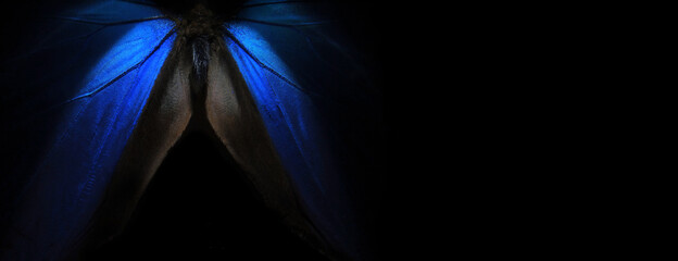 Wings of a butterfly Morpho texture background. Blue Morpho butterfly. Blue and black background ...