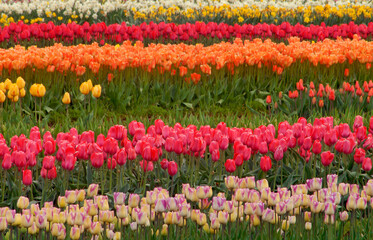 488-09 Tulip Patterns