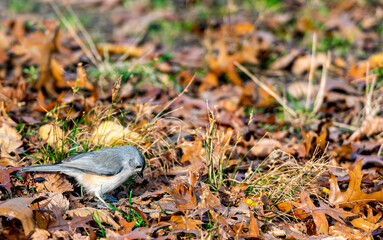 Yellow, White, and Grey Plumage on a Northern Catbird Among Autumn Leaves