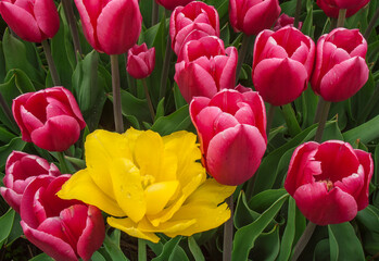 488-25Yellow on Pink