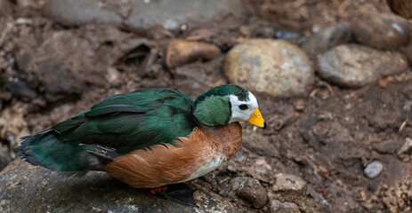 Deep Green, Orange, and White Plumage on an African Pygmy Goose