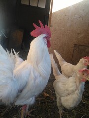 chicken