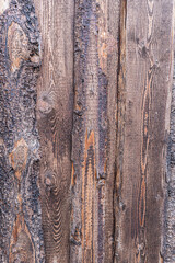 Obraz premium bark background