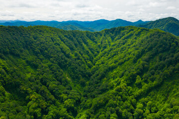 Fototapeta premium 新緑の白神山地 