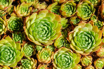 Primer plano de planta suculenta con hojas de disposición simétrica y formación geométrica en...