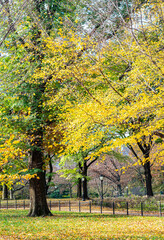 Bright Yellow  and Green Leaves in an Autumn Scene