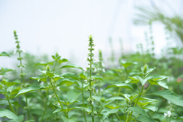 Hairy basil in the garden.