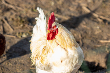 Weißer Hahn