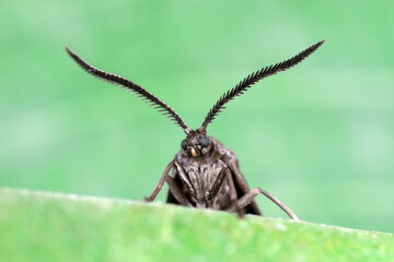 Moths on leaves in nature, North China Plain