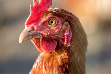 Profilbild einer Henne