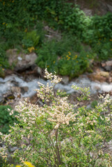 stream in the forest
