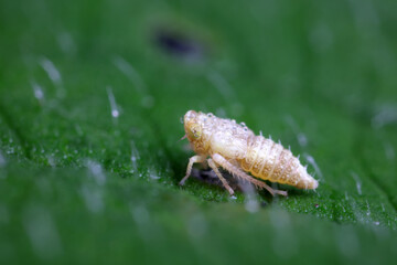 Leafhopper on wild plant, North China