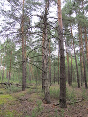 Obraz premium Moss in the forest, Pokrov, Russia