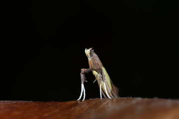 Moths on leaves in nature, North China Plain