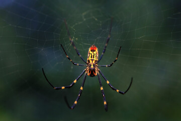 Spiders on wild plant leaves, North China