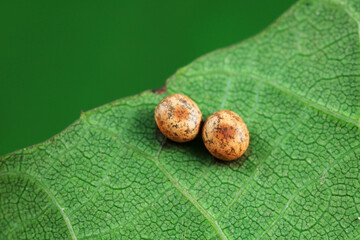 Green tailed silkworm moth egg distributed on green leaves