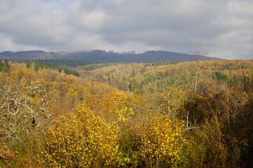 Fototapeta premium Herbstwald