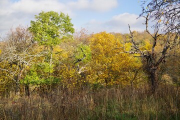 Herbstwald