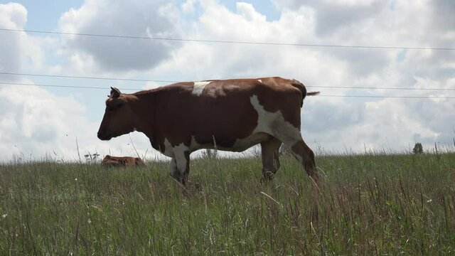Brown-white cow walks in meadow and shakes her head fleeing gadfly insects and mosquitoes against blue sky. Agricultural fields on farm
