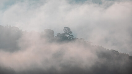Single or alone tree in  fog or clouds on the mountain forest.