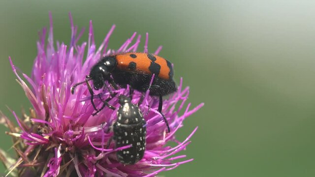 Clytra quadripunctata is species of leaf beetle in subfamily Cryptocephalinae and Oxythyrea Funesta beetle (chafer beetle) actively moving on thistle flower bud