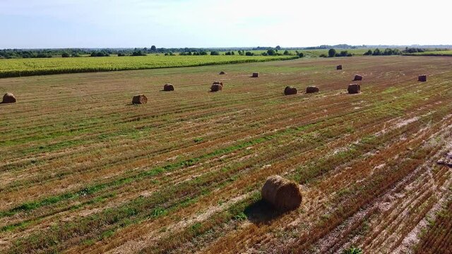 Aero drone flight over wheat field with rick straw bales