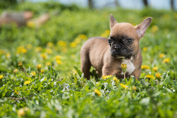 Cute baby dog french bulldog playing in fields of grass and dandelions