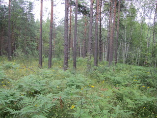 Moss in the forest, Pokrov, Russia