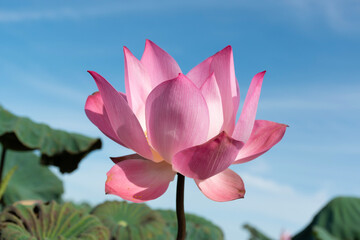 lotus flower in the sky