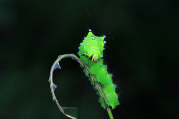The larvae of the green tailed silkworm moth are on the green leaves