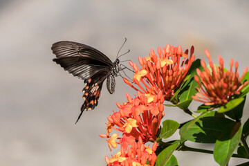 The. butterfly perched on flowers in garden