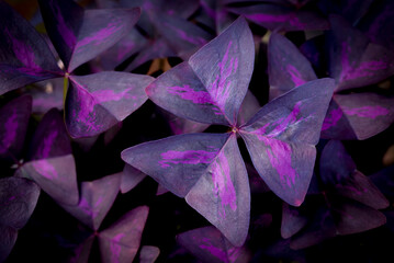Oxalis purpurea, Oxalis triangularis, Natural background of blooming purple flowers in the garden on dark backdrop.