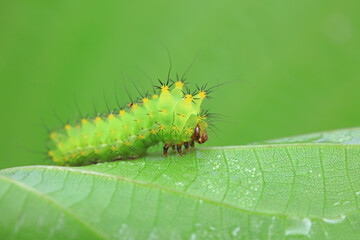 The larvae of the green tailed silkworm moth are on the green leaves