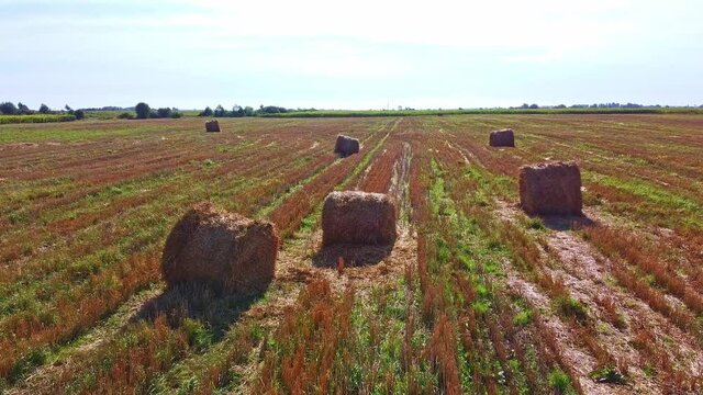 Aero drone flight over wheat field with rick straw bales