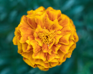 vivid colored marigold flower top view closeup in the garden