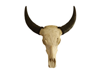 Ancient buffalo skull with black horn clipping path isolated white background