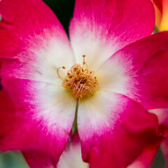 Fototapeta na wymiar vivid colored wild rose flower top view closeup