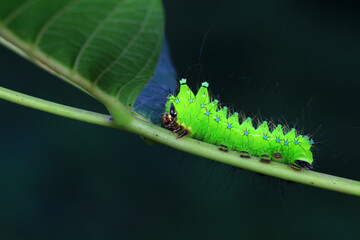 The larvae of the green tailed silkworm moth are on the green leaves
