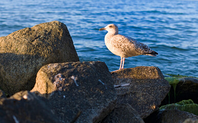 seagull standing
