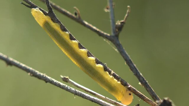 Transparent yellow caterpillar sits on dry branch. Recurvaria nanella, lesser bud moth, is moth of family Gelechiidae.  Macro view insect on wildlife