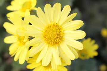 小菊