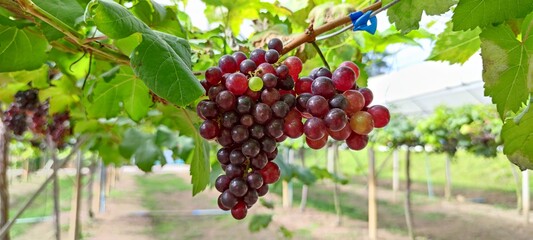 Vineyards at sunset in autumn harvest. Ripe grapes in fall.